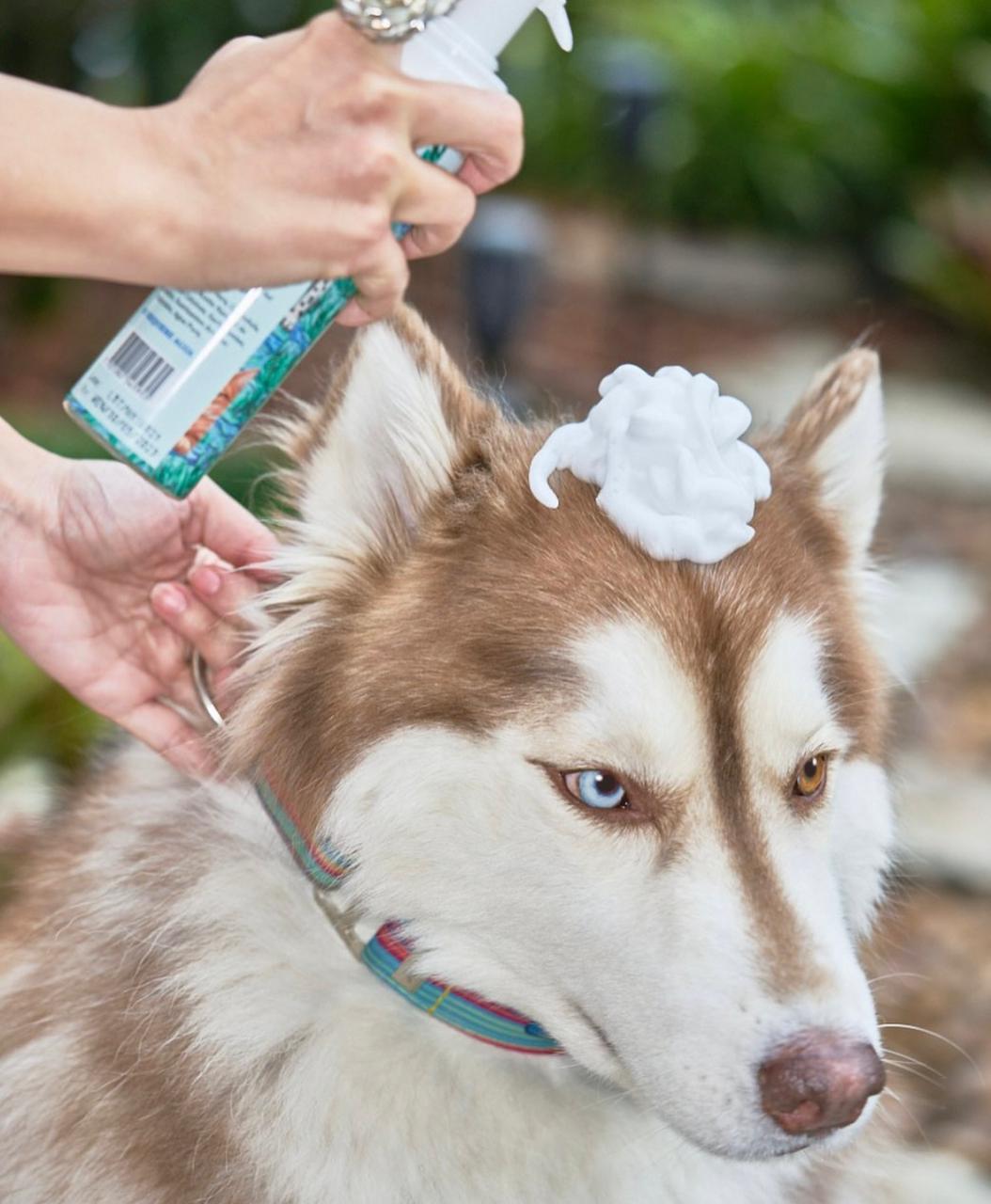 Shampoo en Seco para Mascotas <Espuma con Aloe Vera e Ingredientes Naturales>